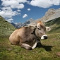 Energy Obtained from Cow Manure Is Green and Cheap