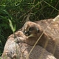 England's Exmoor Zoo Announces the Birth of a Caracal Kitten