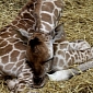 England's Paignton Zoo Welcomes Rothschild's Giraffe Calf