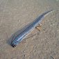 Enormous Oarfish Caught on Tape