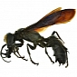 Enormous Wasp Species Discovered in Southeast Asia