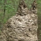 Entomologist Discovers 8-Foot (2.4-Meter) Wide Wasp Nest, Taller than a Man – Video