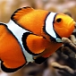 Environmentalists Ask That Clownfish Be Listed as an Endangered Species
