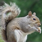 Errant Squirrel Causes $300,000 (€217,000) Worth of Damage to Indiana Building