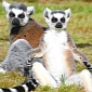 Escaped Lemurs in Miami Attack 7-Year-Old Girl