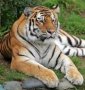 Escaped Zoo Tiger Kills One, Mauls Two!