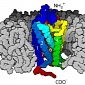 Essential Protein Family's Structure Described in Detail