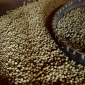 Europe Allows Modified Soybean on Its Markets