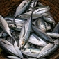 Europe Bans Fish Discards