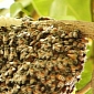 European Wild Bees Are Worth €22 Billion Per Year