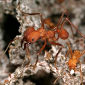 Evolution Makes Farming Ants Select New Crops