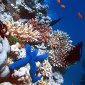 Evolution Moves Faster Around Coral Reefs