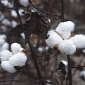 Evolution of Domesticated Crops Revealed by Ancient Cotton