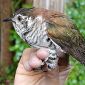 Evolutionary Oddity Found in Cuckoo Species