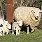 Ewe Gives Birth to Five Lambs at Farm in Scotland