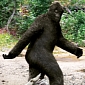 Existence of Bigfoot Allegedly Proved by Bulletproof DNA Study