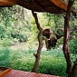 Exotic Resort Has Elephants in its Gardens