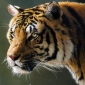 Expanded Indian Tiger Reserve Prompts Large Protests