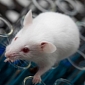 Experimental Compound Rids Mice of Down Syndrome-like Condition