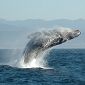 Expert Discussed Whales and Noise Pollution