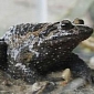 Experts Find Extinct Frogs in Israel