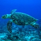 Experts Find Out How Red Tides Kill Sea Turtles