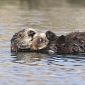 Experts Find Sea Otters Can Get Infected with the Swine Flu
