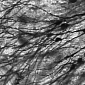 Experts Gain More Insight into How Neurons Function
