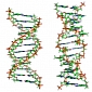 Experts Gain New Insights into DNA-Damaging Processes