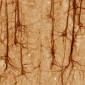 Experts Identify New Type of Neurons