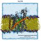 Experts Reveal the Working Ribosomes