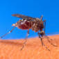 Experts Sterilize Mosquitoes to Contain Malaria Spread