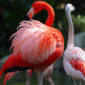 Experts Unravel Why Flamingos Sit on One Leg