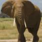 Experts Identify Oldest Elephant 'Relative'