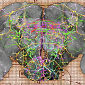 Experts to Map the Fruit Fly Brain