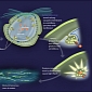Explaining Oceanic Bioluminesence