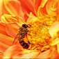 Exposure to Pesticides Halves Bees' Pollen Collection Rates