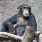 Extinct Chimp Virus Revived for Studies