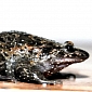 “Extinct” Hula Painted Frog Alive and Well in Israel