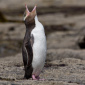 Extinct Penguin Species Found in New Zealand