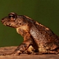 Extinct Toad Resurfaces in Sri Lanka