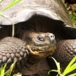 Extinct Turtle Could Be Resurrected