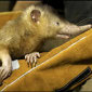 Extremely Rare Venomous Mammal Rediscovered