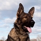 FBI Dog Killed in Upstate NY Standoff to Get Memorial at Quantico