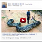 Facebook Scam: Zookeeper Swallowed by Giant Snake