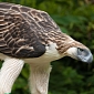 Falling Branch Kills Rare Eagle in the Philippines