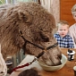 Family Meals Include a 6-Year-Old Camel as a Guest