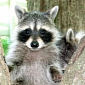 Family of Raccoons is Relocated by Humane Wildlife Services [VIDEO]
