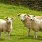 Farm Worker Swears at Sheep, PETA Files Legal Complaint