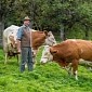 Farmer Forces His Cows to Wear Diapers When Grazing